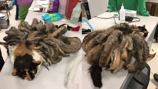 Neglected cat found covered in 3 pounds of matted fur dreadlocks [upl. by Tratner]