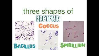 3 Shapes of Bacteria Cells [upl. by Alethea622]