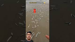 OMG  Natures surprise fish everywhere 🥺 shorts viralvideo fyp trending [upl. by Haila393]