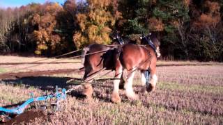 Balmalcolm Clydesdale Horses Ploughing Kingskettle Fife Scotland [upl. by Caasi]