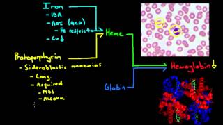 Microcytic Anemia  The Major Causes [upl. by Arikat]