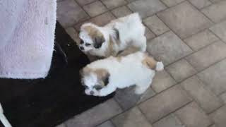 Shichon Puppies For Sale [upl. by Oirramed]