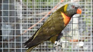 Lorikeet mutations [upl. by Haldeman930]