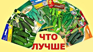 КАК выбрать СЕМЕНА ОГУРЦОВ Какой сорт лучше [upl. by Akiaki713]