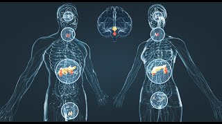 SISTEMA ENDOCRINO  VÍDEO PARA EXPOSICIÓN [upl. by Eninej877]