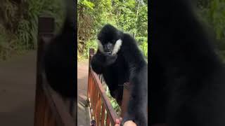 This is the most friendly black monkey animals monkey amazingfacts wildlife elephant factsssss [upl. by Imray265]