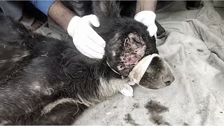 Rescue Stray Dog who had a big wound on his face and eye maybe damage [upl. by Lammaj]