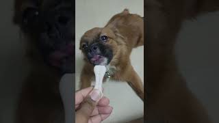 🐾🐾🐾🐾🐾trending pets funny shortsfeed viralvideo [upl. by Flight]