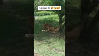 León rugiendo🦁 [upl. by Neddra]