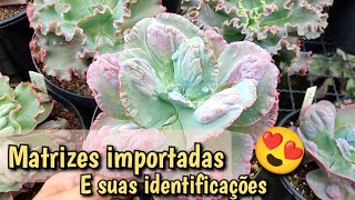 Minhas MATRIZES de Suculentas IMPORTADAS e suas IDENTIFICAÇÕES ❤️🥹  Lê e Paty Suculentas [upl. by Virendra]