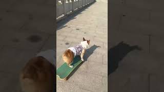 Shorts CuteDogs FunnyPets DogLovers IAmGoro PetVideos DogHumor [upl. by Roselani]