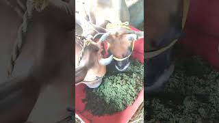 azolla farming azollafarming agriculture cow [upl. by Spanjian]