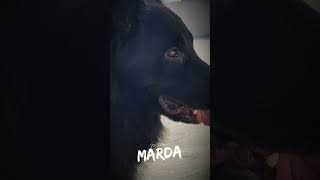 blackpanther PANTHERpets instagramdoglover germanshepherddog instareelsyoutubeshorts pets [upl. by Annoek]