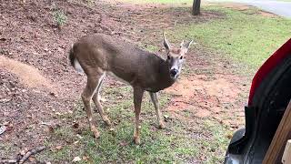 Deer at worksite BROKEN ANTLER worksite friendly deer [upl. by Tiebold]