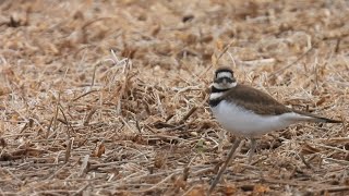 Killdeer in the field [upl. by Bander]