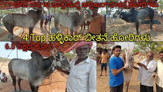 4 Top ಹಳ್ಳಿಕಾರ್ ಬೀತನೆ ಹೋರಿಗಳುSubscribehallikar desicow hallikarheifers hallikarstudbull cow [upl. by Spaulding]