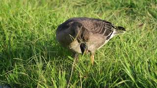 凍原豆雁 Tundra Bean Goose [upl. by Anitnas28]