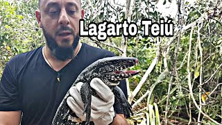 Lagarto Teiú Salvator Merianae com o Biólogo Henrique [upl. by Anaujat203]