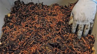 Thousands of worms unloaded from feeding zones of two 150day old bins to start new bin [upl. by Annia]