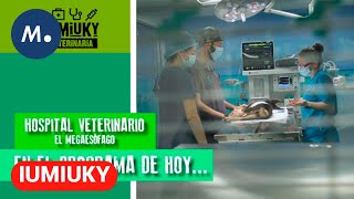 IUMIUKY  El megaesófago de los perros  Mediaset [upl. by Donavon]