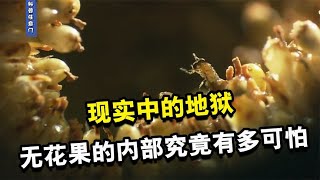 现实中的地狱，尸体堆积如山，物种相互寄生，无花果的内部有多可怕【科普任意门】 [upl. by Yahska190]