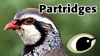 BTO Bird ID  Partridges [upl. by Strepphon]