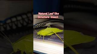 NATURAL LEAF LIKE INSECT STRUCTURE ❤️shorts insects insect insectslovers [upl. by Andros]