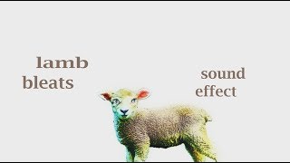 How A Lamb Bleat Sound  Sound Effect  Animation [upl. by Ahsirtap496]