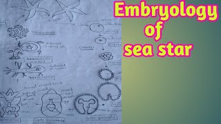 Sea starembryologyembryonic development [upl. by Sherie537]