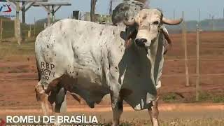 ROMEU FIV DE BRASÍLIA [upl. by Essex]