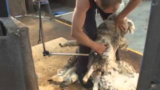 How to Shear  Shearing Merino sheep Fine Wool [upl. by Neehsas82]