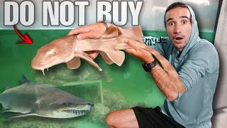 DONT BUY SHARKS OFF THE WEB we got scammed [upl. by Eanram]