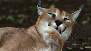 Caracal Wild Cat [upl. by Isadora]