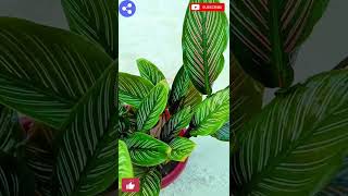 How to care Calathea plant Calathea plant naturalenvironment331 [upl. by Llevart31]