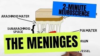 2Minute Neuroscience The Meninges [upl. by Okram]