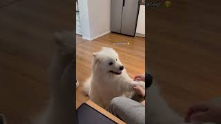 Samoyed Gets a Fake Bandage to Match Its Border Collie Friend 🐾❤️ [upl. by Ahsilem]