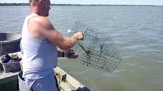 Pesca con le nasse granchio blu ho provato il pollo come esca [upl. by Ebarta]