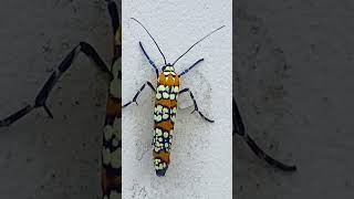 Beautiful allianthus webworm moth seen in Boston [upl. by Meensat]