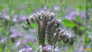 Fiddleneck Phacelia tanacetifolia [upl. by Fayre]