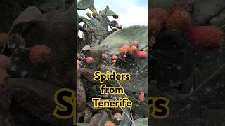 Spiders from Tenerife shorts spiders tenerife ocalatoriecatoviata [upl. by Nennek]