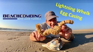 Beachcombing  Lightning Whelk Egg Casing [upl. by Martens]