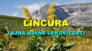 LINCURA  TAJNA NJENE LEKOVITOSTI [upl. by Ormand]