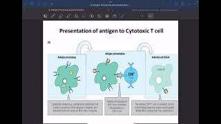 Immunology L9 C1C2 Antigen processing amp presentation P2 [upl. by Ofori105]