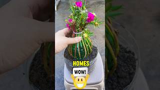 Most beautiful flowers are Portulaca grandiflora also known as Moss Rose 😱 shorts youtubeshorts [upl. by Eilzel976]