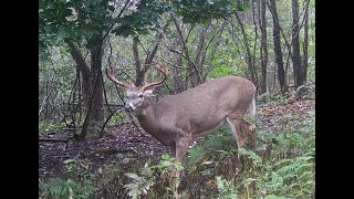 VELVET TO HARD ANTLER MAINE BUCK [upl. by Laroy]