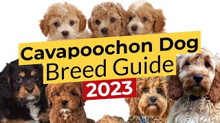 Cavapoochon Dog Breed Guide 📃 🔴 2023 🔴 [upl. by Nirrac]