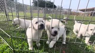 Pearl and Jogurt’s litter Video 20 [upl. by Averil]