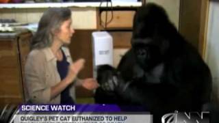 Scientists Successfully Teach Gorilla It Will Die Someday [upl. by Seerdi510]