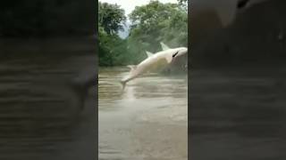 පියාඹන මාලුවෙක් 🙉🙉🙉 fish viralvideo [upl. by Nnaeilsel]