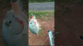 Altra light fishing 🎣🐟 fishing 2fishingvideo [upl. by Atiuqel457]